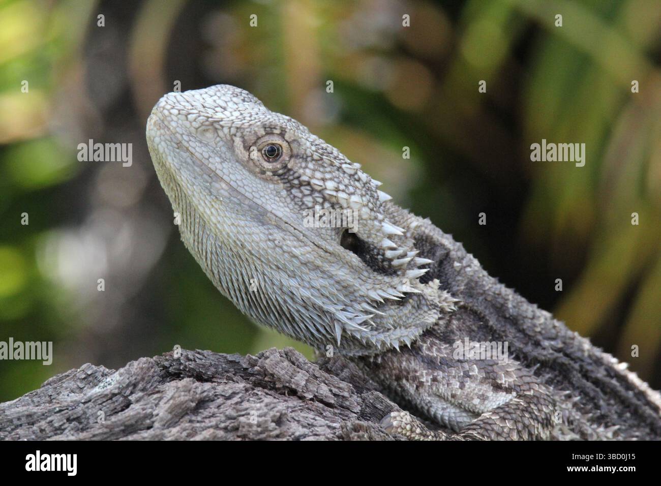 Ritratto ravvicinato di una lucertola rettile di un drago barbuto orientale Foto Stock