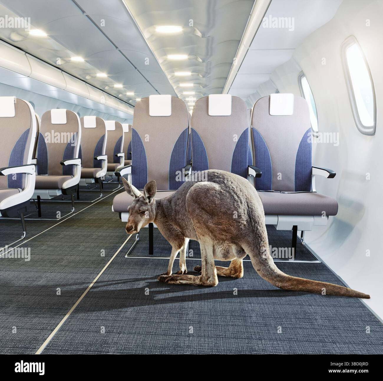 Canguro che cammina nella corsia degli aerei con posti blu. Rendering 3D. Foto Stock