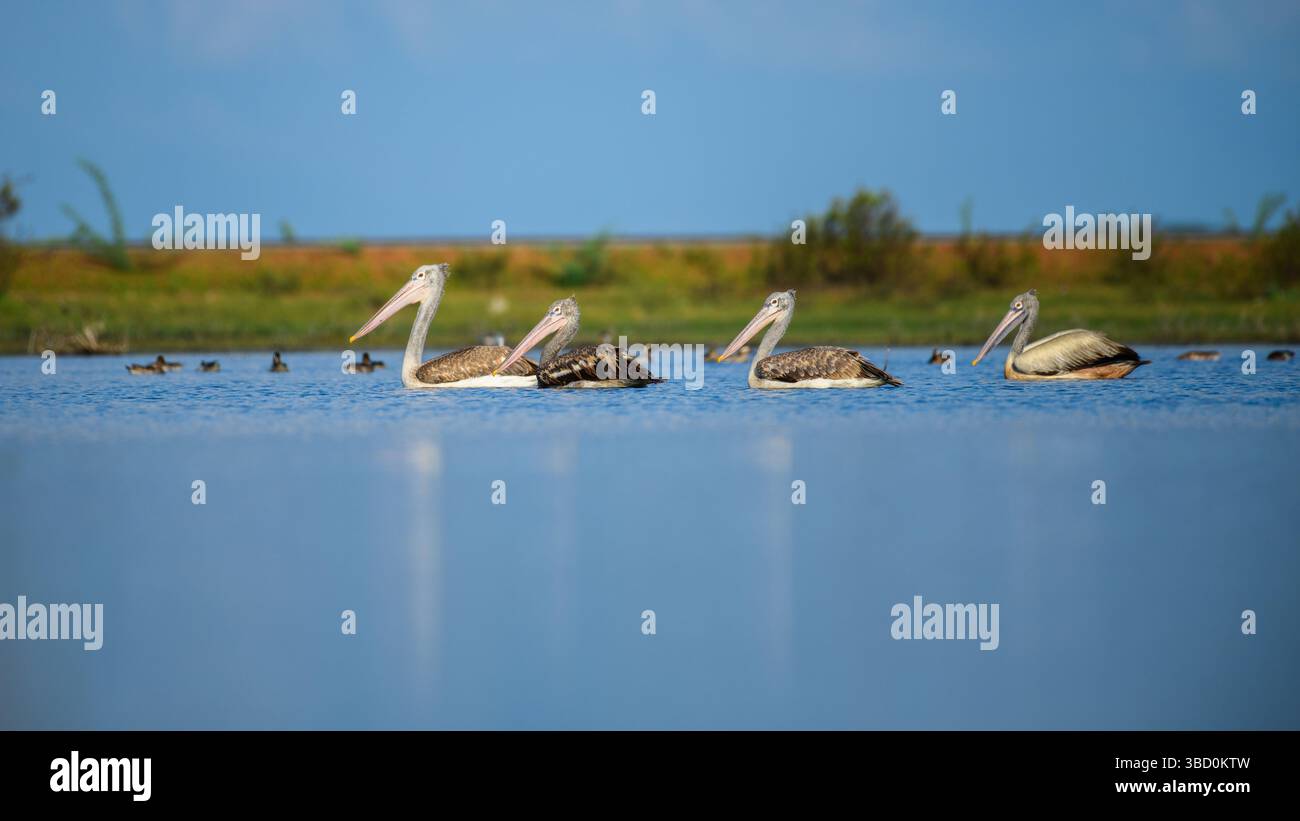 Un gruppo sereno di pellicani con fattura a punti galleggia all'unisono attraverso una tranquilla laguna di Mannar, Sri Lanka, e le loro grandi banconote e i corpi piumati lo riflettono Foto Stock