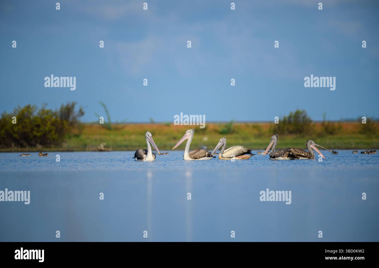 Un gruppo sereno di pellicani con fattura a punti galleggia all'unisono attraverso una tranquilla laguna di Mannar, Sri Lanka, e le loro grandi banconote e i corpi piumati lo riflettono Foto Stock