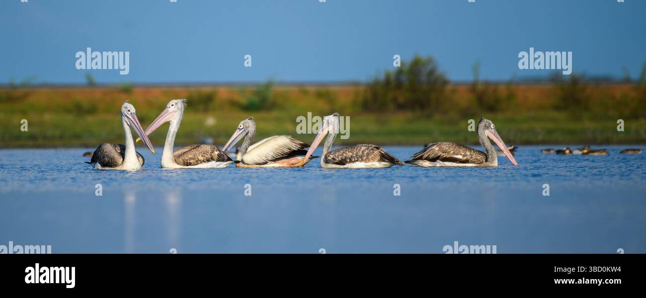 Un gruppo sereno di pellicani con fattura a punti galleggia all'unisono attraverso una tranquilla laguna di Mannar, Sri Lanka, e le loro grandi banconote e i corpi piumati lo riflettono Foto Stock