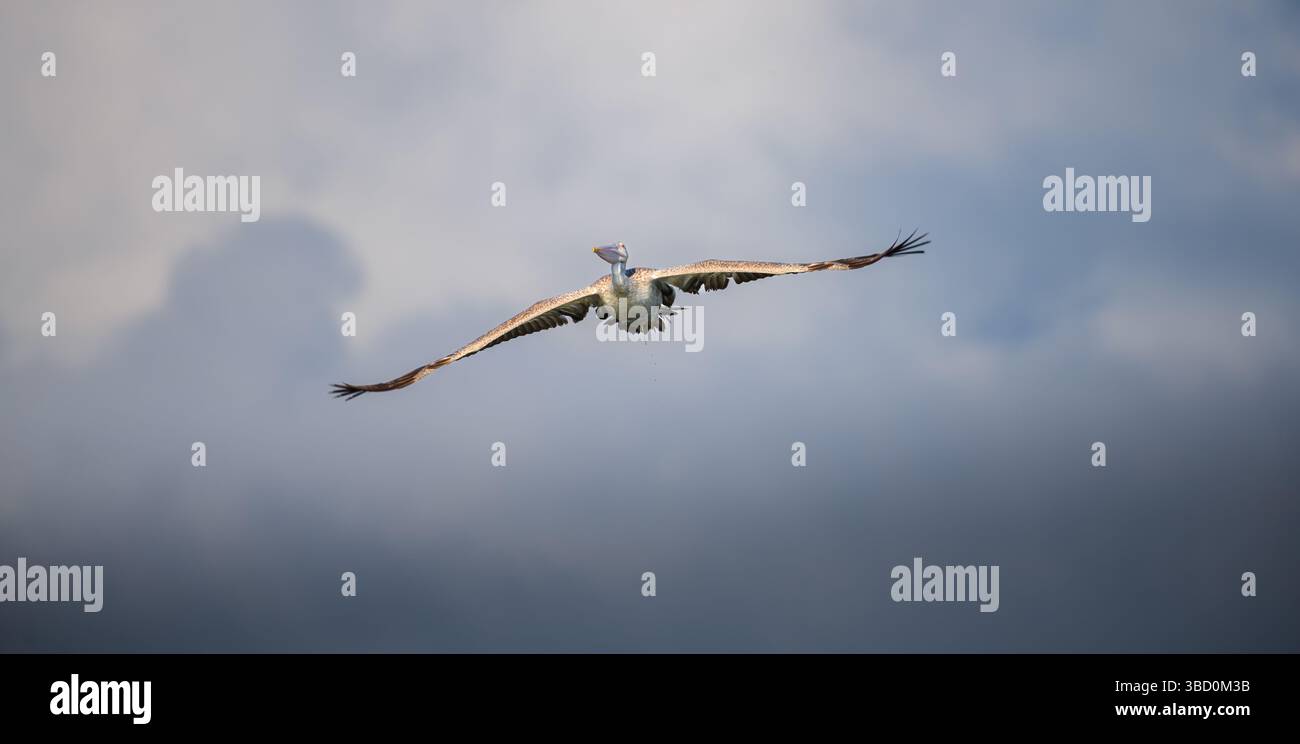 Un pellicano a becco saltato vola graziosamente attraverso il cielo, le sue ampie ali completamente estese su uno sfondo di nuvole Foto Stock