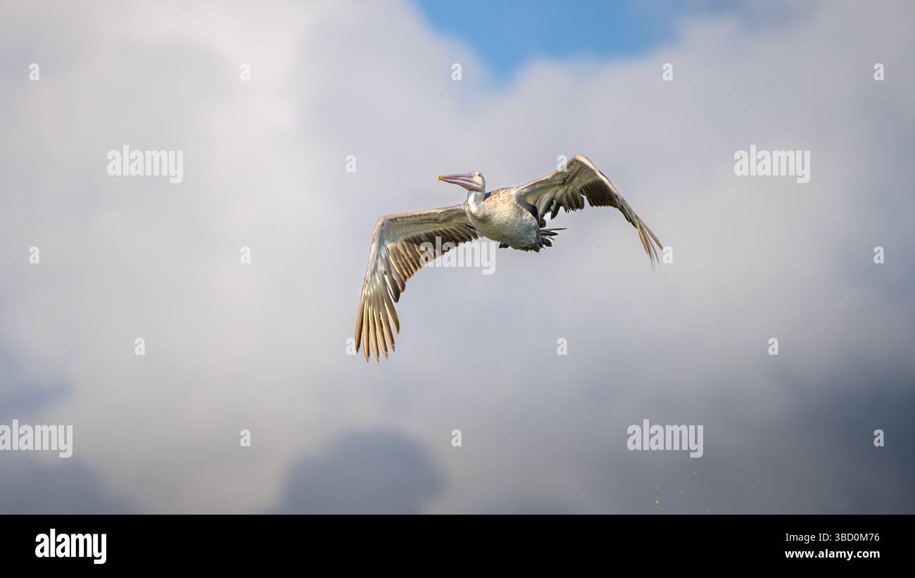 Un pellicano a becco saltato vola graziosamente attraverso il cielo, le sue ampie ali si estendono su uno sfondo di nuvole Foto Stock