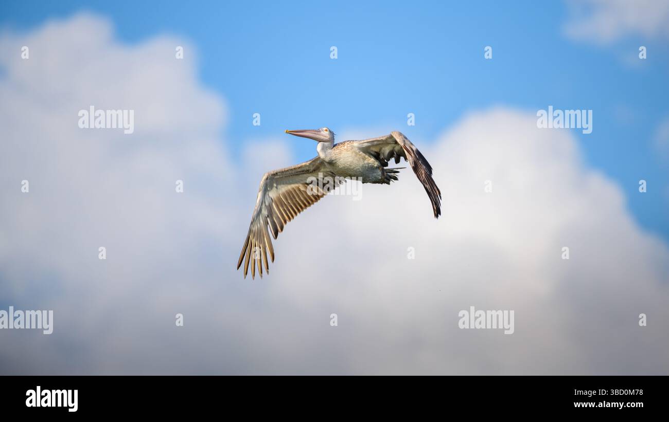 Un pellicano a becco saltato vola graziosamente attraverso il cielo, le sue ampie ali si estendono su uno sfondo di nuvole Foto Stock