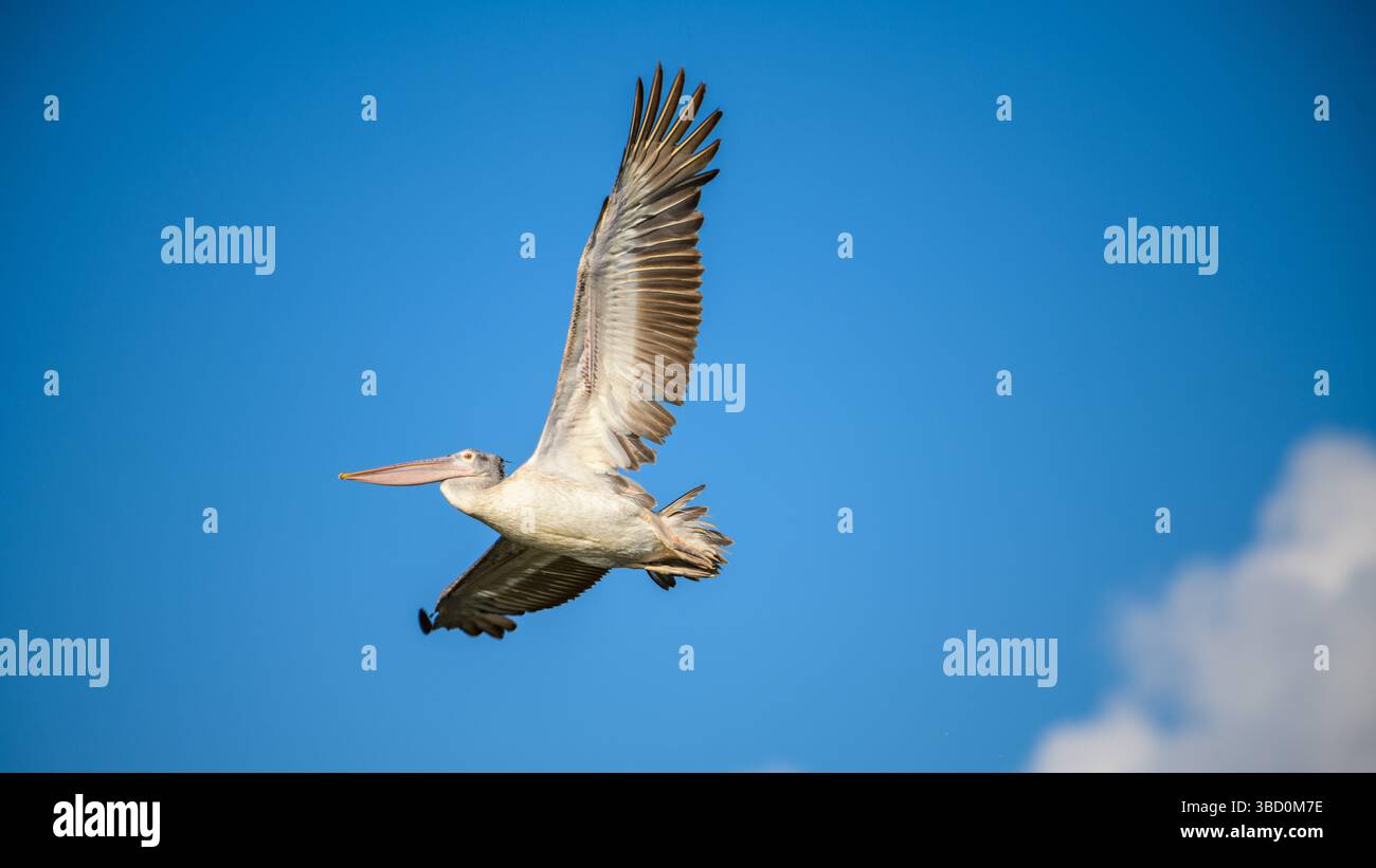 Un pellicano a punta salta nel cielo con le sue ali completamente estese. Sfondo di cielo azzurro. Catturato a Mannar, Sri Lanka Foto Stock