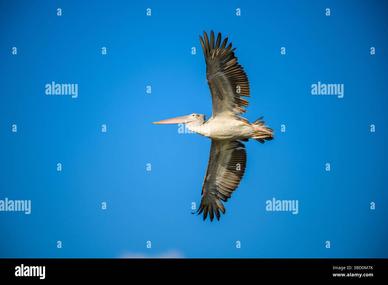 Un pellicano a punta salta nel cielo con le sue ali completamente estese. Sfondo di cielo azzurro. Catturato a Mannar, Sri Lanka Foto Stock