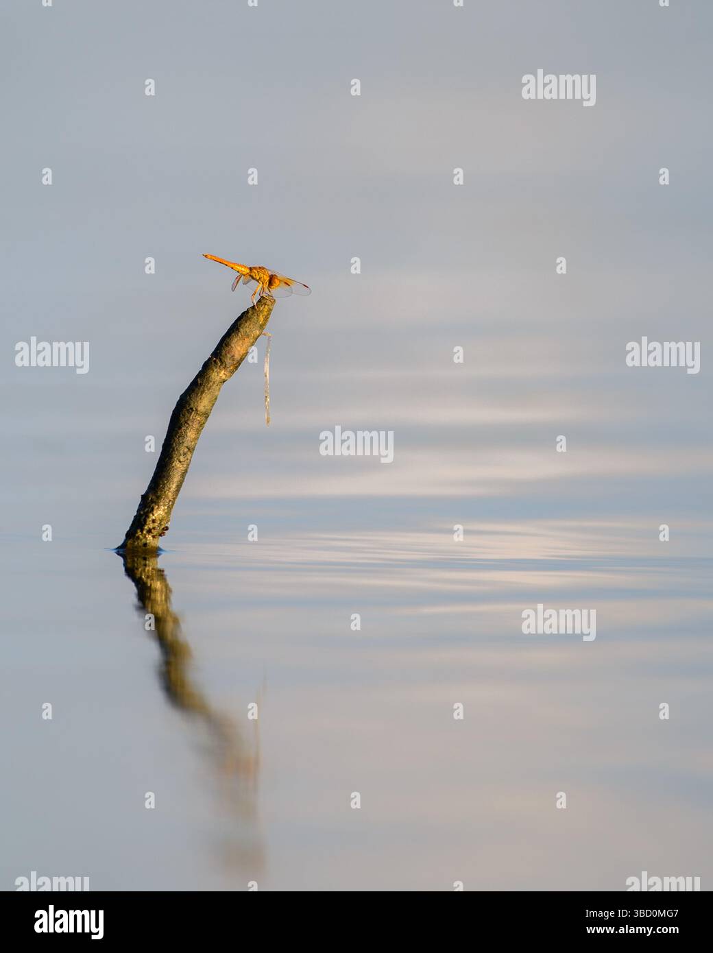 La libellula arancione poggia delicatamente su un sottile bastoncino che emerge dalle calme acque di una laguna. Composizione tranquilla e minimalista Foto Stock
