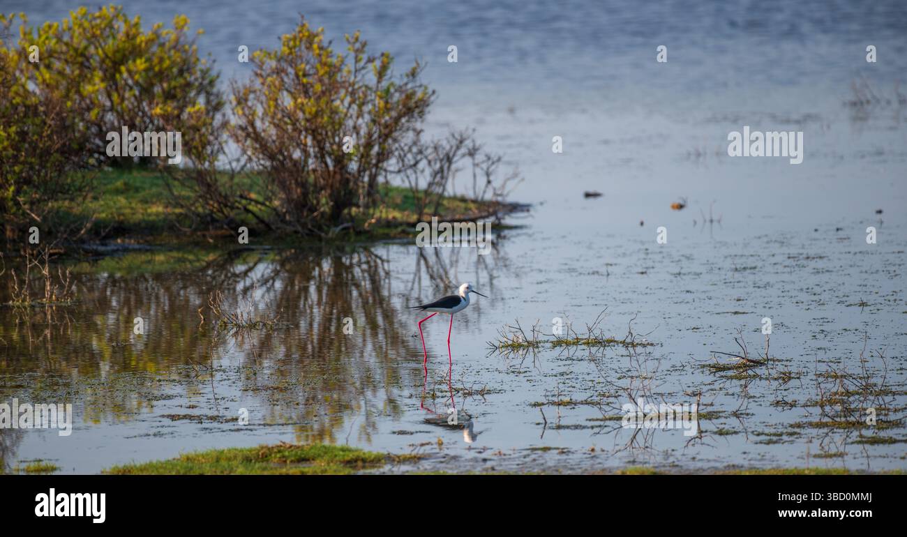 Una palafitta alata nera è aggraziata attraverso acque poco profonde nelle zone umide di Mannar, Sri Lanka. Gambe rosa sottili e becco affilato riflesso sul su Foto Stock