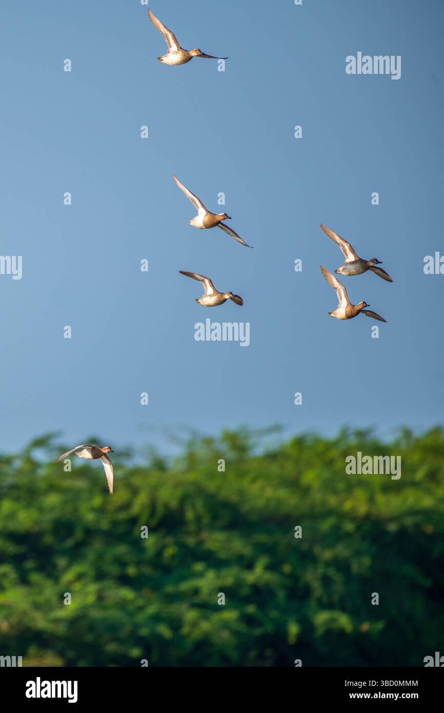 Un gregge di anatre Garganey si libra graziosamente attraverso il cielo azzurro e limpido sopra la lussureggiante vegetazione di Mannar, Sri Lanka, Foto Stock