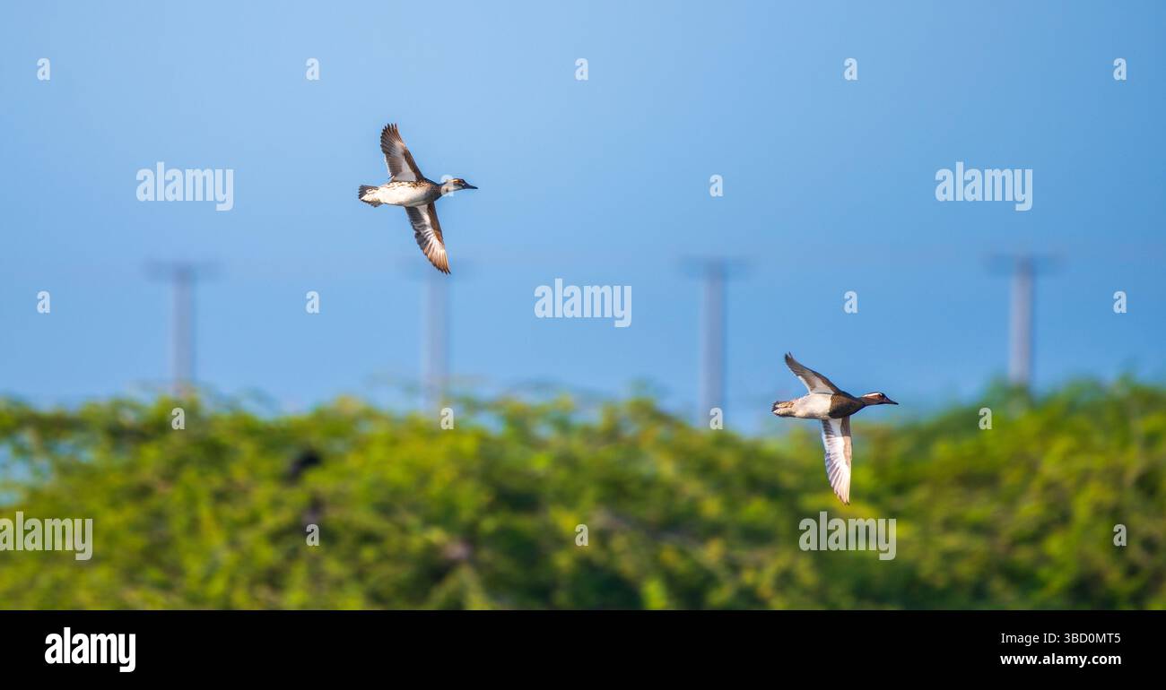 Un paio di anatre Garganey si innalza graziosamente attraverso il cielo azzurro e limpido sopra la lussureggiante vegetazione di Mannar, Sri Lanka. Foto Stock