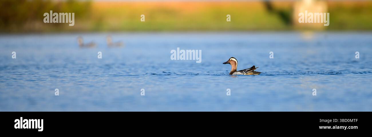 Un'anatra solitaria di Garganey nuota pacificamente sulle calme acque blu di una laguna a Mannar, Sri Lanka, incorniciata da uno sfondo morbido e sfocato. La comp. Minimale Foto Stock