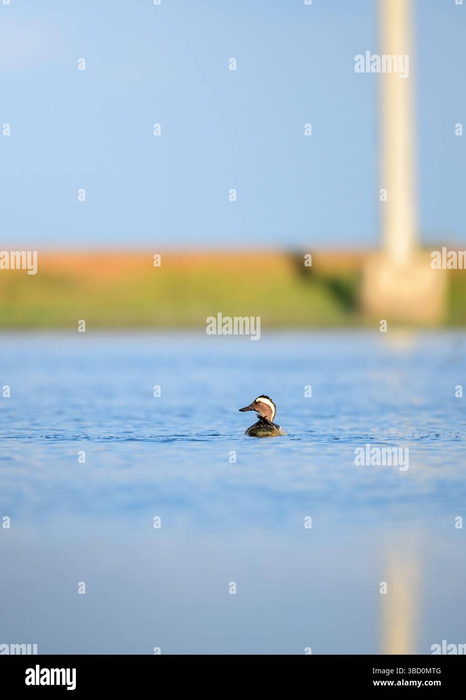 Un'anatra solitaria di Garganey nuota pacificamente sulle calme acque blu di una laguna a Mannar, Sri Lanka, incorniciata da uno sfondo morbido e sfocato. La comp. Minimale Foto Stock