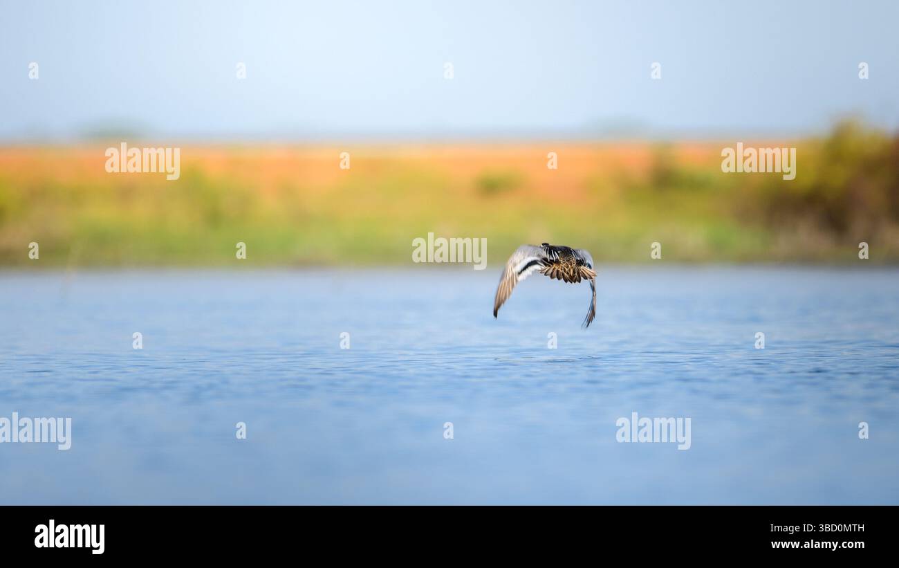 Un'anatra Garganey (Spatula querquedula) decolla dalle calme acque di una laguna a Mannar, Sri Lanka. Foto Stock