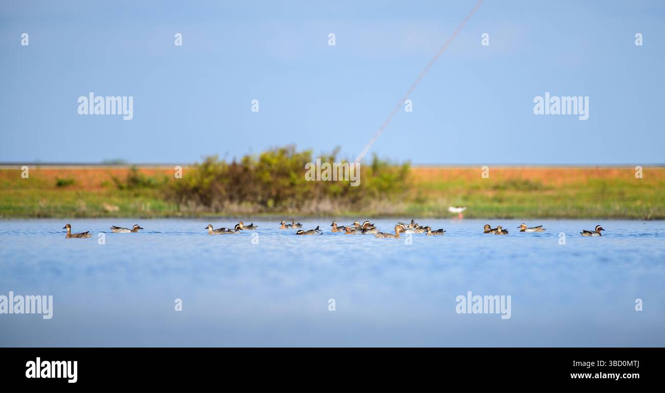 Un grande gregge di anatre Garganey (Spatula querquedula) scivola attraverso le calme acque blu di Mannar, Sri Lanka. Gli uccelli acquatici migratori sono pacificamente fora Foto Stock