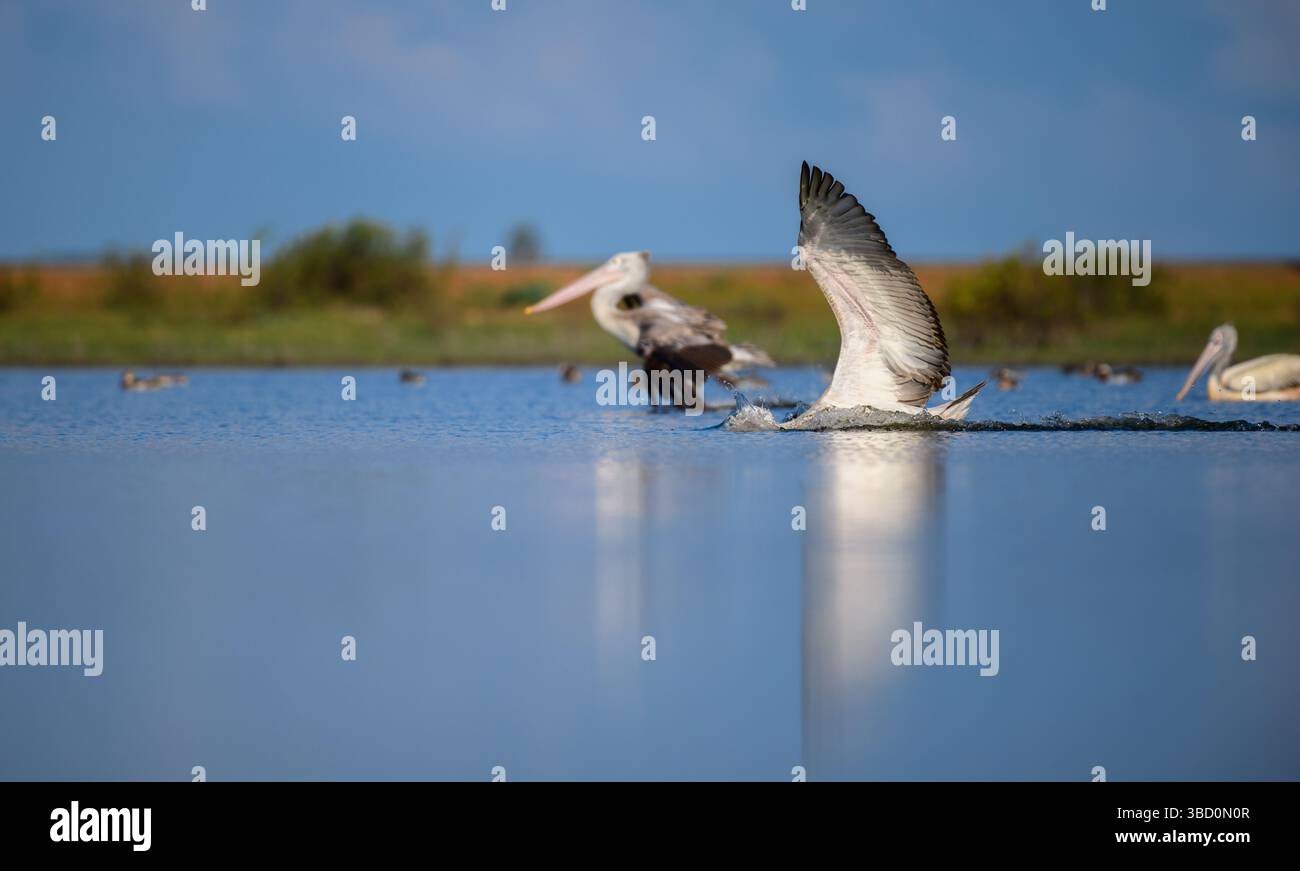 Pellicano a becco a puntino a metà movimento mentre atterra aggraziatamente su una tranquilla superficie lagunare, ali completamente sparse e spruzzi d'acqua sotto di essa Foto Stock