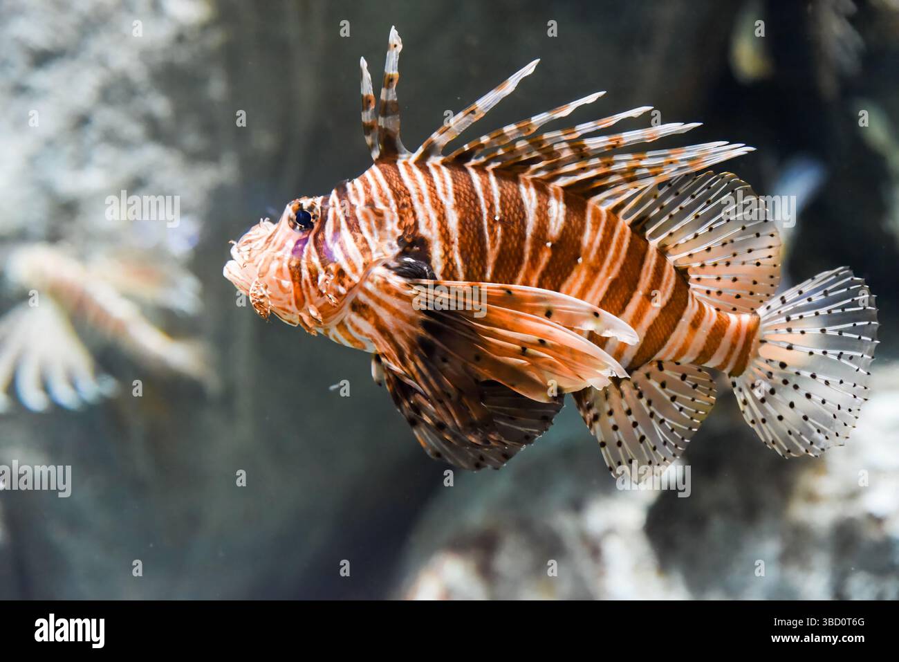 Il pesce fuoco del Diavolo scivola vicino alla barriera corallina mostrando pinne velenose e motivi a strisce in acqua salata tropicale. Foto Stock