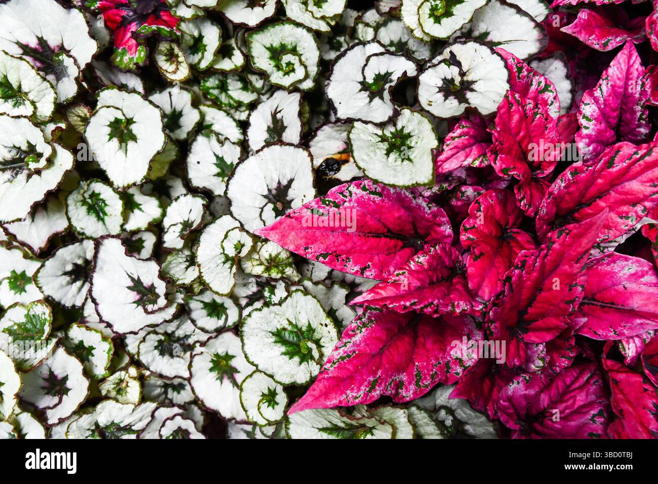 Colorate foglie di Begonia rex e Begonia rex Escargot con sorprendenti foglie rosa, bianche e verdi a spirale in un rigoglioso giardino tropicale. Foto Stock