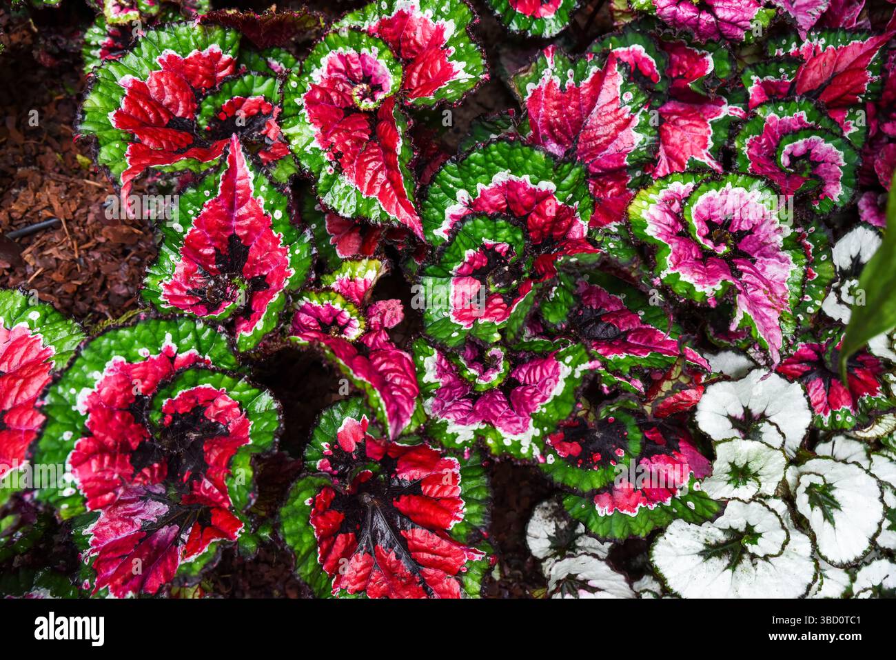 Foglie colorate di Begonia rex salsa e Begonia rex Escargot con vivaci motivi rossi, verdi e bianchi a spirale nel primo piano del fogliame tropicale. Foto Stock