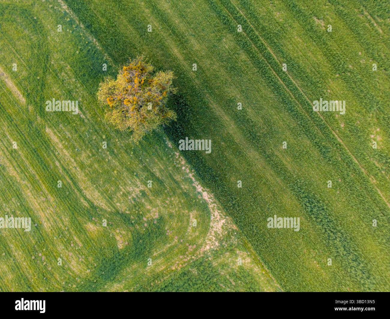 Vista aerea dall'alto verso il basso di un campo con un albero solitario Foto Stock