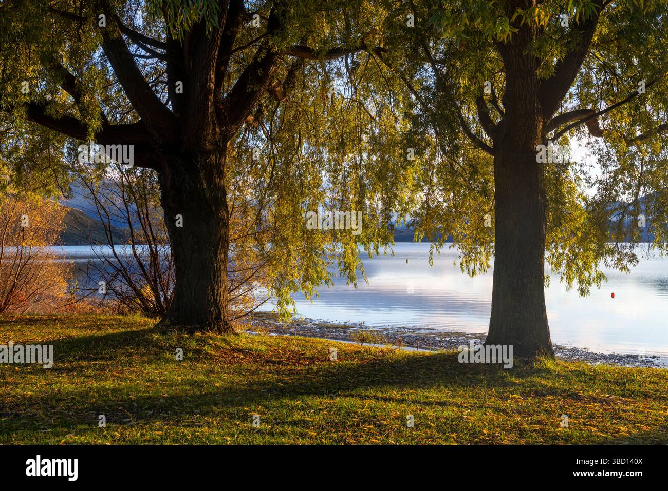 L'autunno si colora nella Glendhu Bay, sul bordo meridionale del lago Wanaka, South Island, nuova Zelanda, 2025 Foto Stock