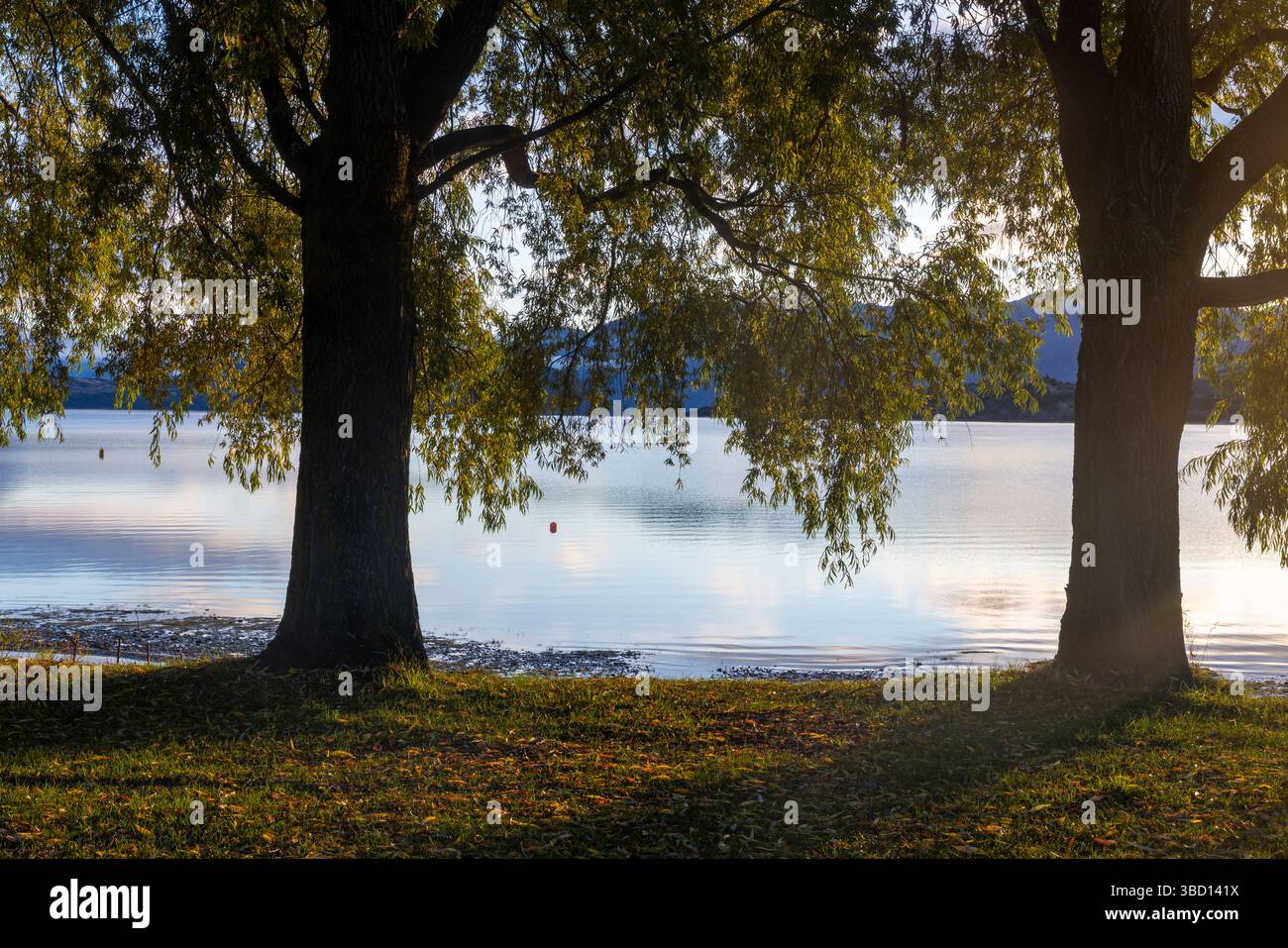 L'autunno si colora nella baia di Glendhu, sulla sponda meridionale del lago Wanaka, nuova Zelanda Foto Stock