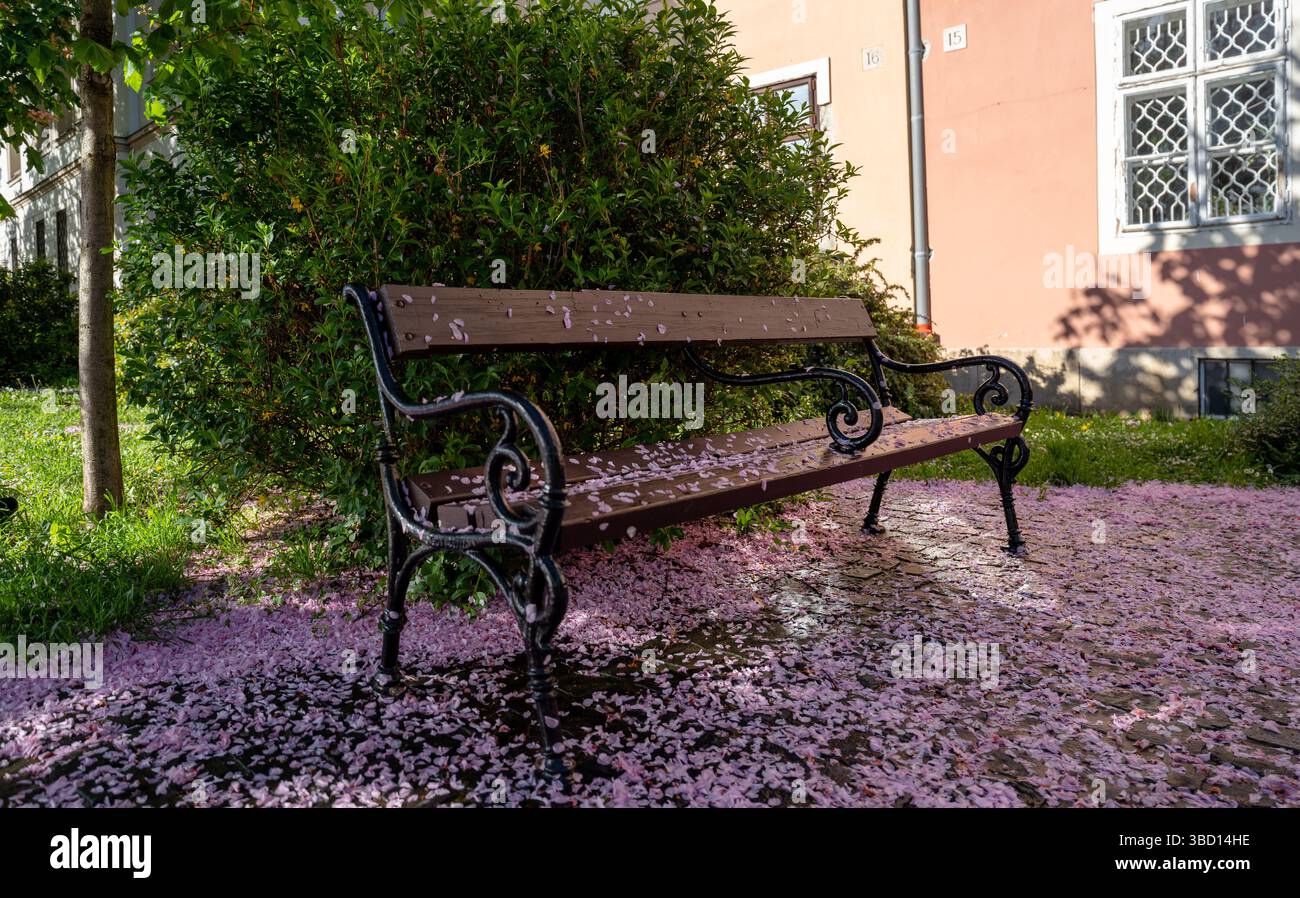 Budapest, Ungheria - 18 aprile 2025: Una panchina in fiore: Sakura Petals Create Nature's Perfect Seat Foto Stock