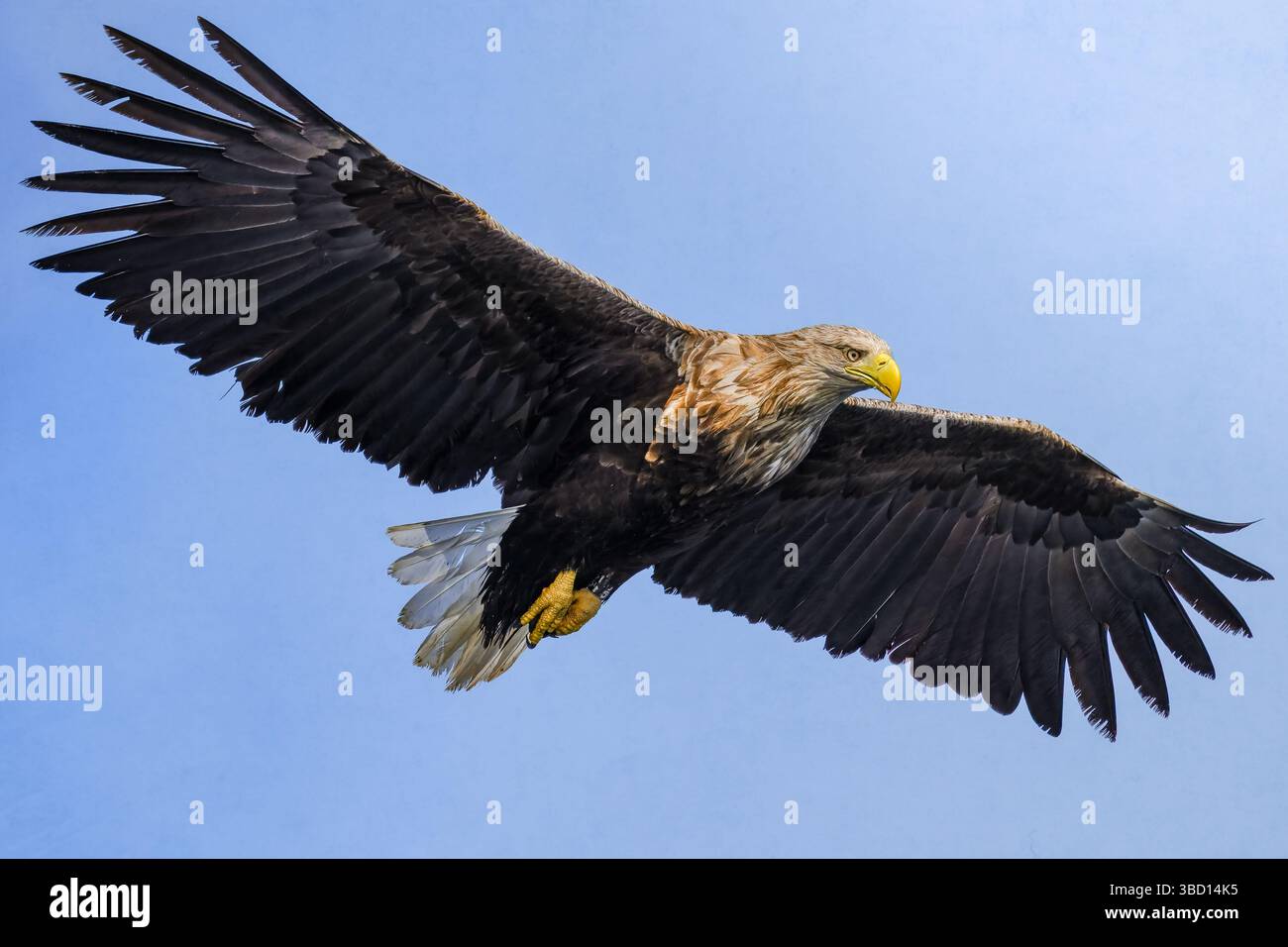 White-tailed eagle in volo Foto Stock
