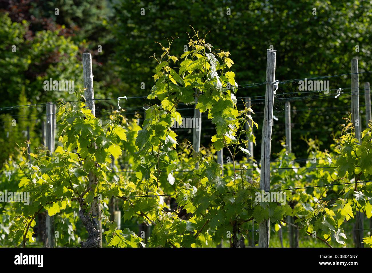 Crescita nel vigneto Foto Stock