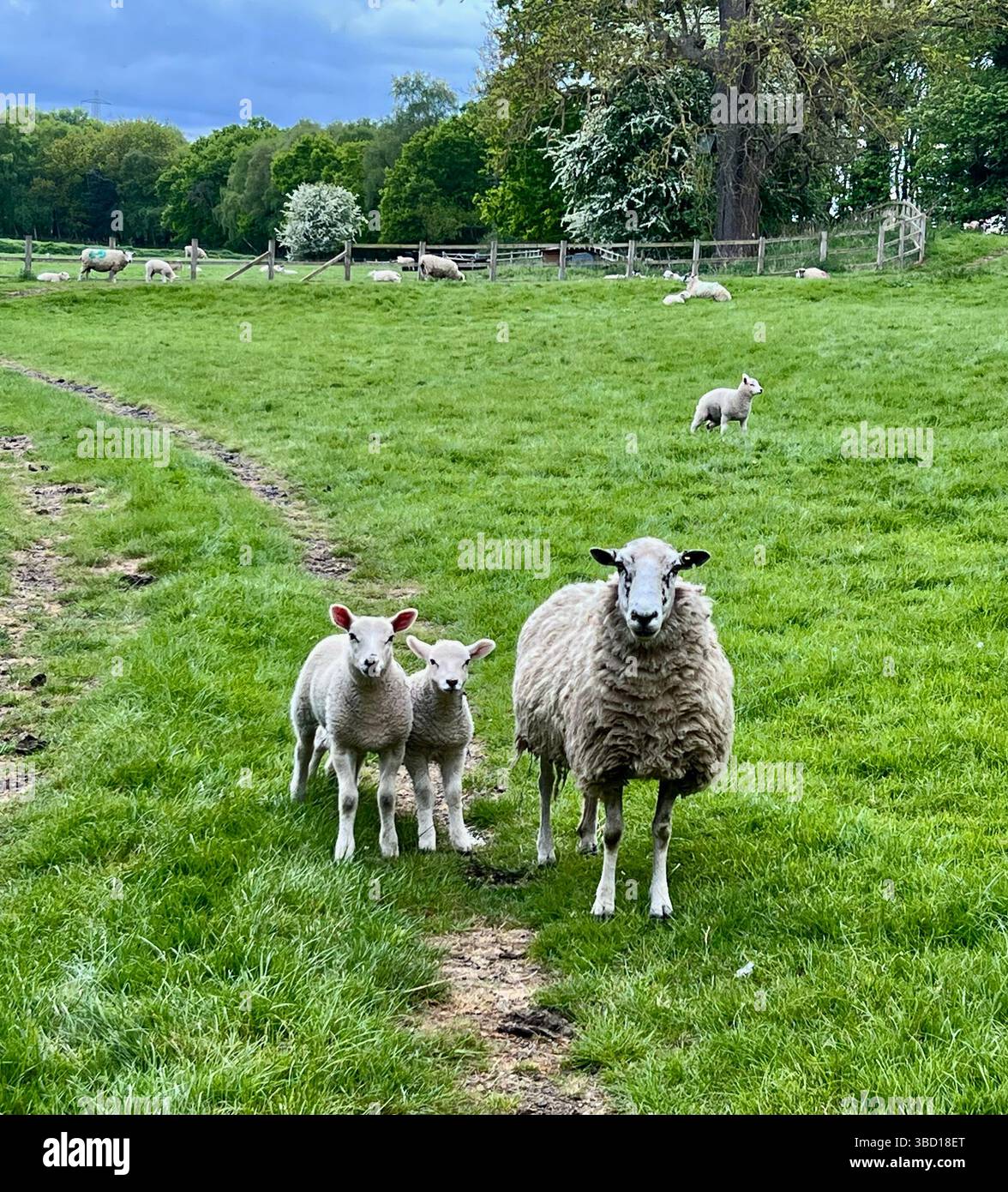 Pecore con due agnelli che guardano la macchina fotografica in un campo, North Yorkshire, Inghilterra settentrionale Foto Stock