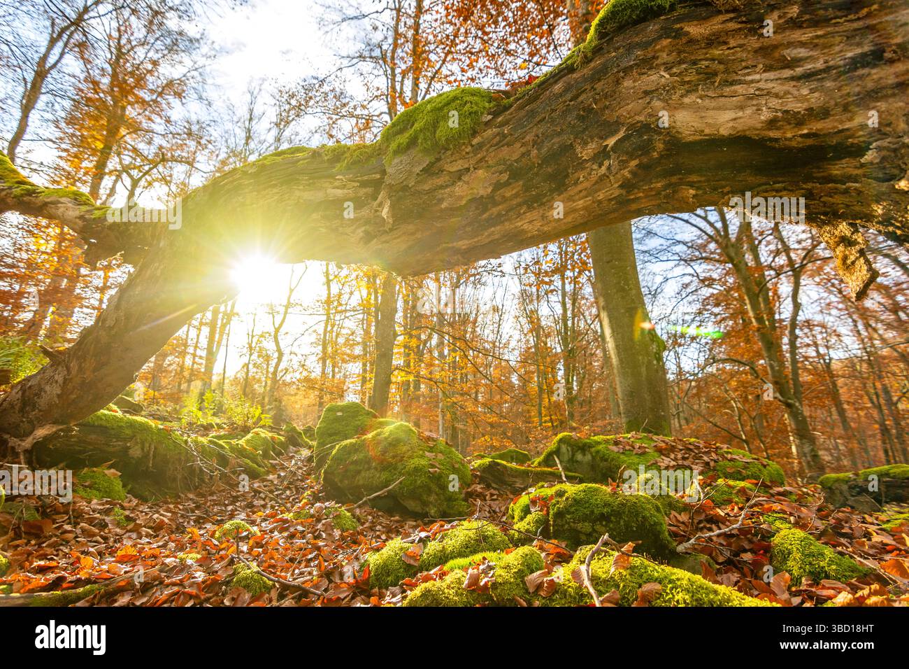 Il sole splende attraverso il tronco di alberi ricoperto di muschio nella foresta autunnale Foto Stock