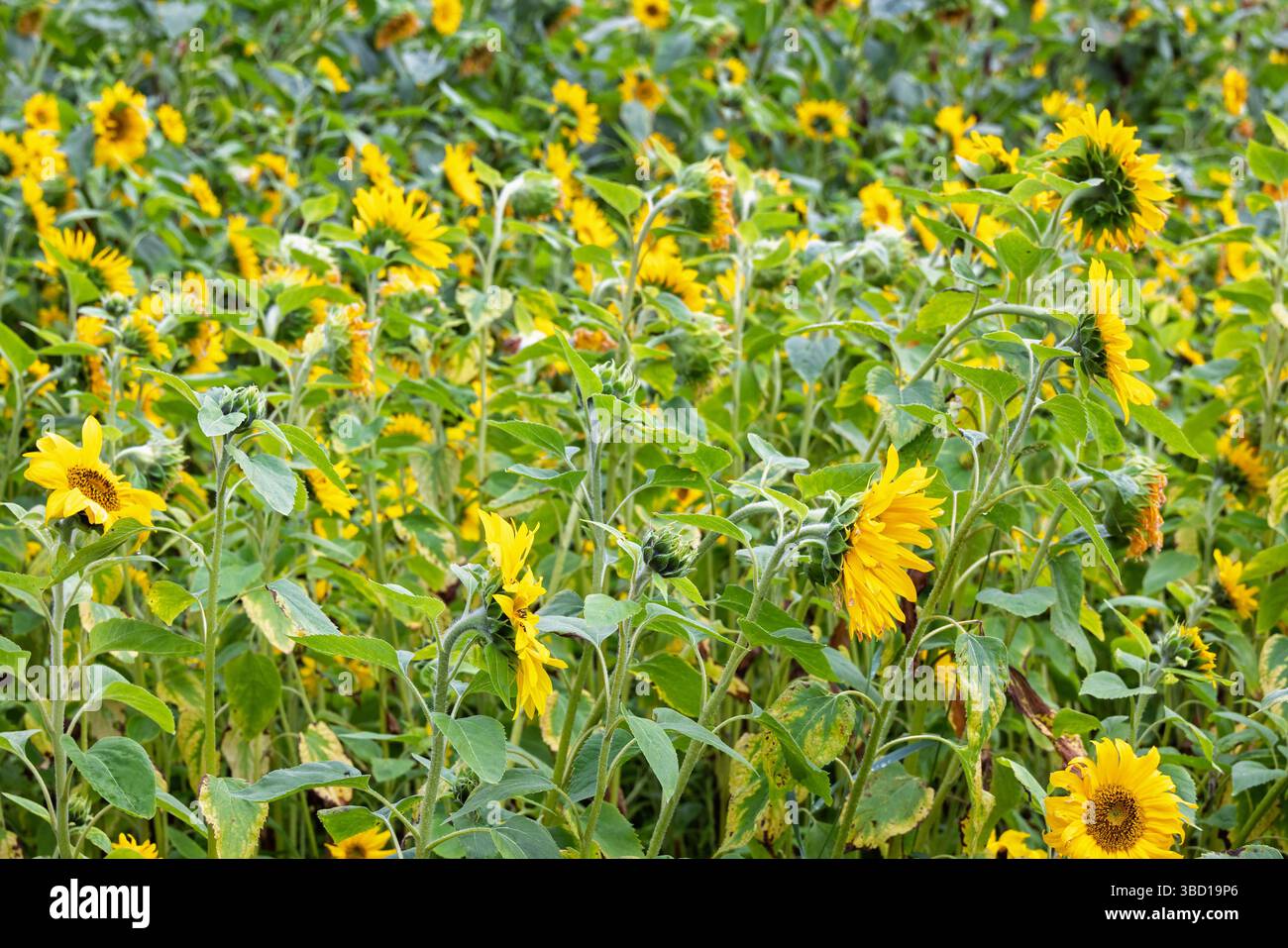 Molti girasoli fioriscono su un prato d'estate Foto Stock