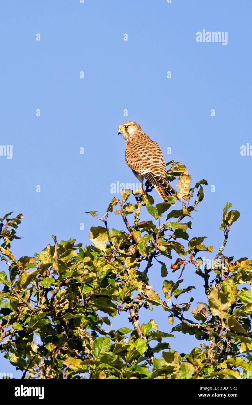 Kestrel europeo su una cima di un albero contro un cielo azzurro limpido in una giornata estiva Foto Stock