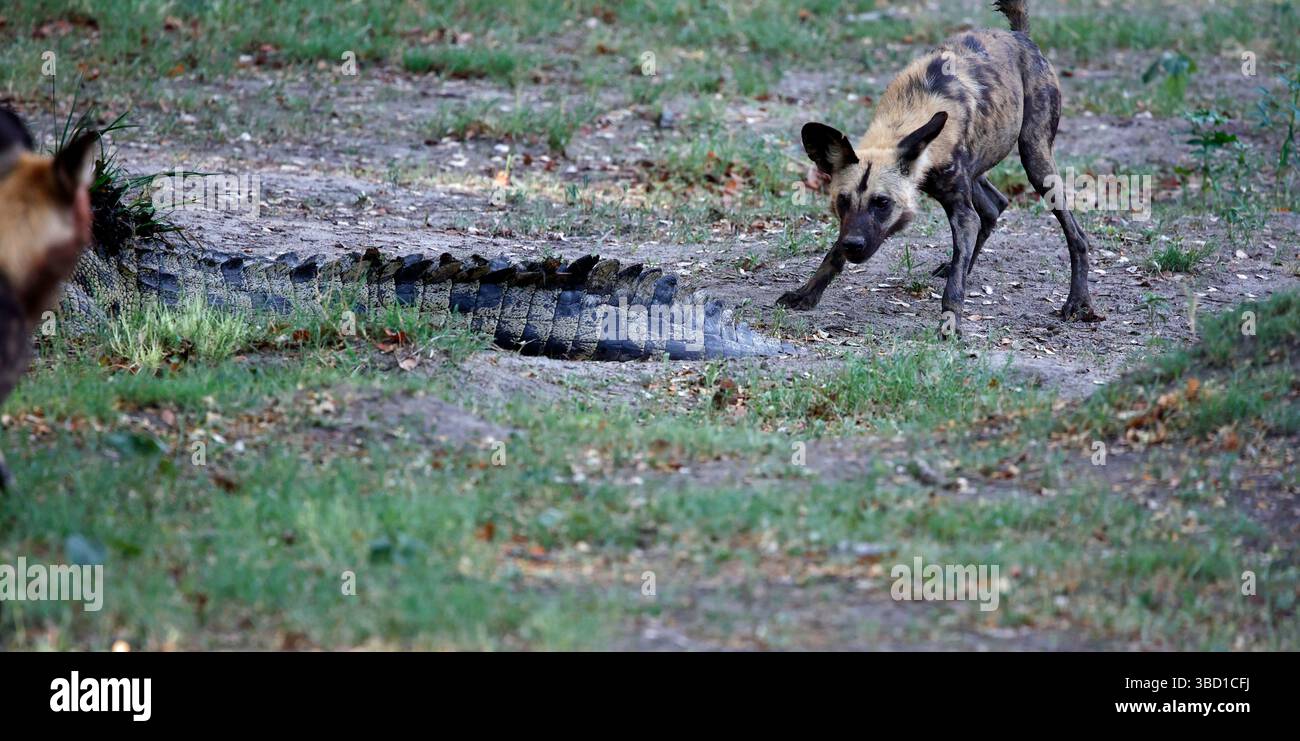 Cani selvatici che incontrano un coccodrillo in una pozza d'acqua Foto Stock