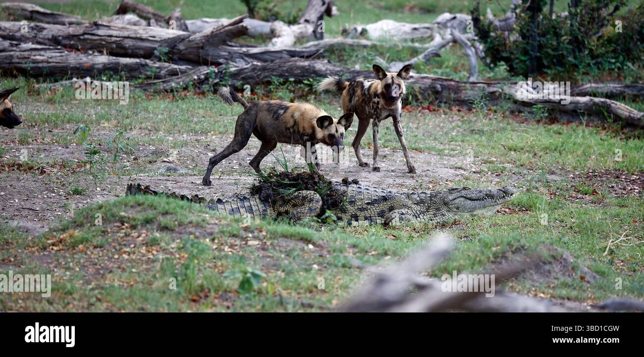 Cani selvatici che incontrano un coccodrillo in una pozza d'acqua Foto Stock