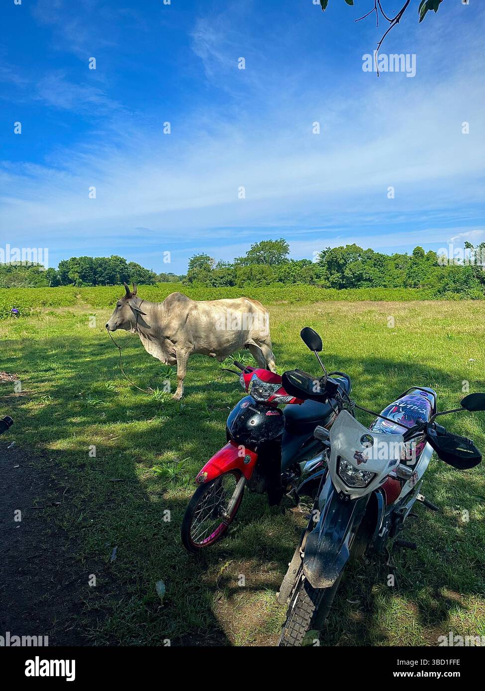 Moto parcheggiate all'ombra in un pascolo rurale con una mucca marrone che pascolava sullo sfondo in una giornata di sole. - Immagine stock catturata con smartphone