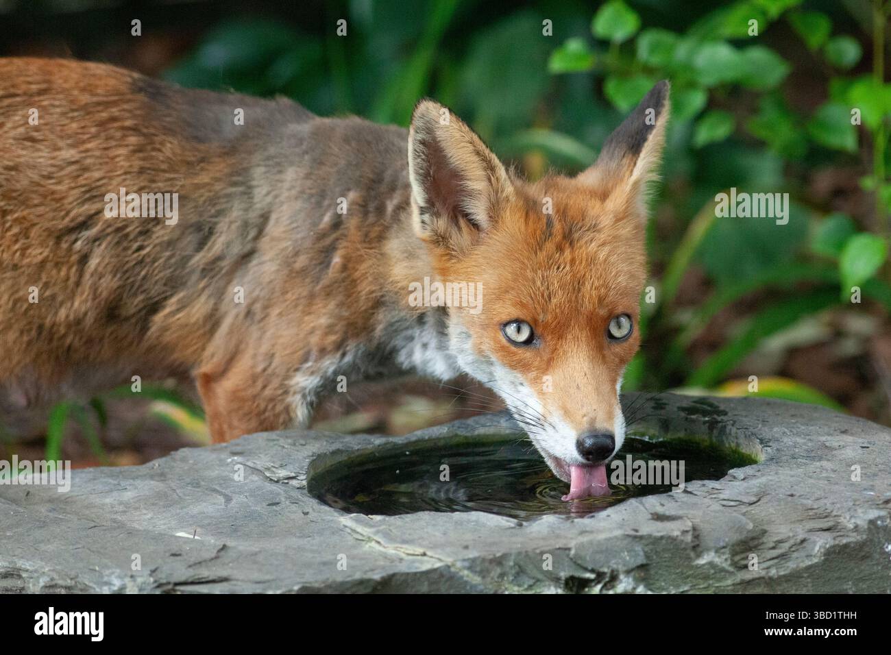 Meteo nel Regno Unito, 22 maggio 2025: Una volpe vixen beve da un bagno di uccelli in ardesia in un giardino a Clapham. Sta allattando quattro cuccioli. Il bagno degli uccelli è stato ampiamente utilizzato da uccelli e scoiattoli durante il lungo periodo di clima secco di questa primavera. Si prevede che una fascia di pioggia durante il fine settimana festivo porti sollievo ai giardini, ma non tanto ai vacanzieri. Crediti: Anna Watson/Alamy Live News Foto Stock