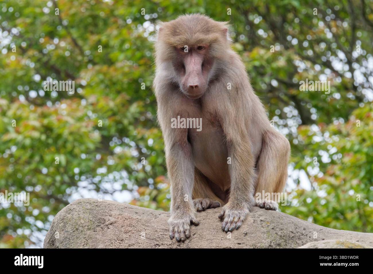 Il babbuino marmoso (Papio hamadryas) è una specie primate del genere baboon all'interno della famiglia dei ghenoni (Cercopithecidae). Foto Stock