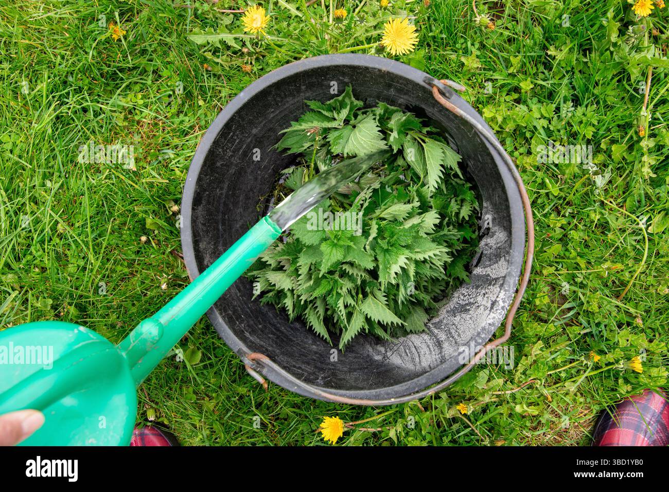 Il giardiniere fa l'infusione di ortica Urtica dioica nel secchio. Rami di ortica con acqua per fertilizzante naturale organico naturale e controllo delle malattie. Foto Stock