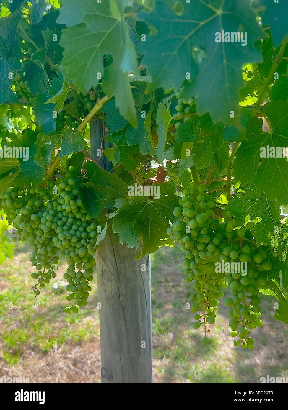 Primo piano di vivaci uve verdi che maturano sulla vite sotto la luce del sole estivo in un vigneto lussureggiante, simboleggiando la tradizione di vendemmia e vinificazione. - Immagine stock catturata con smartphone