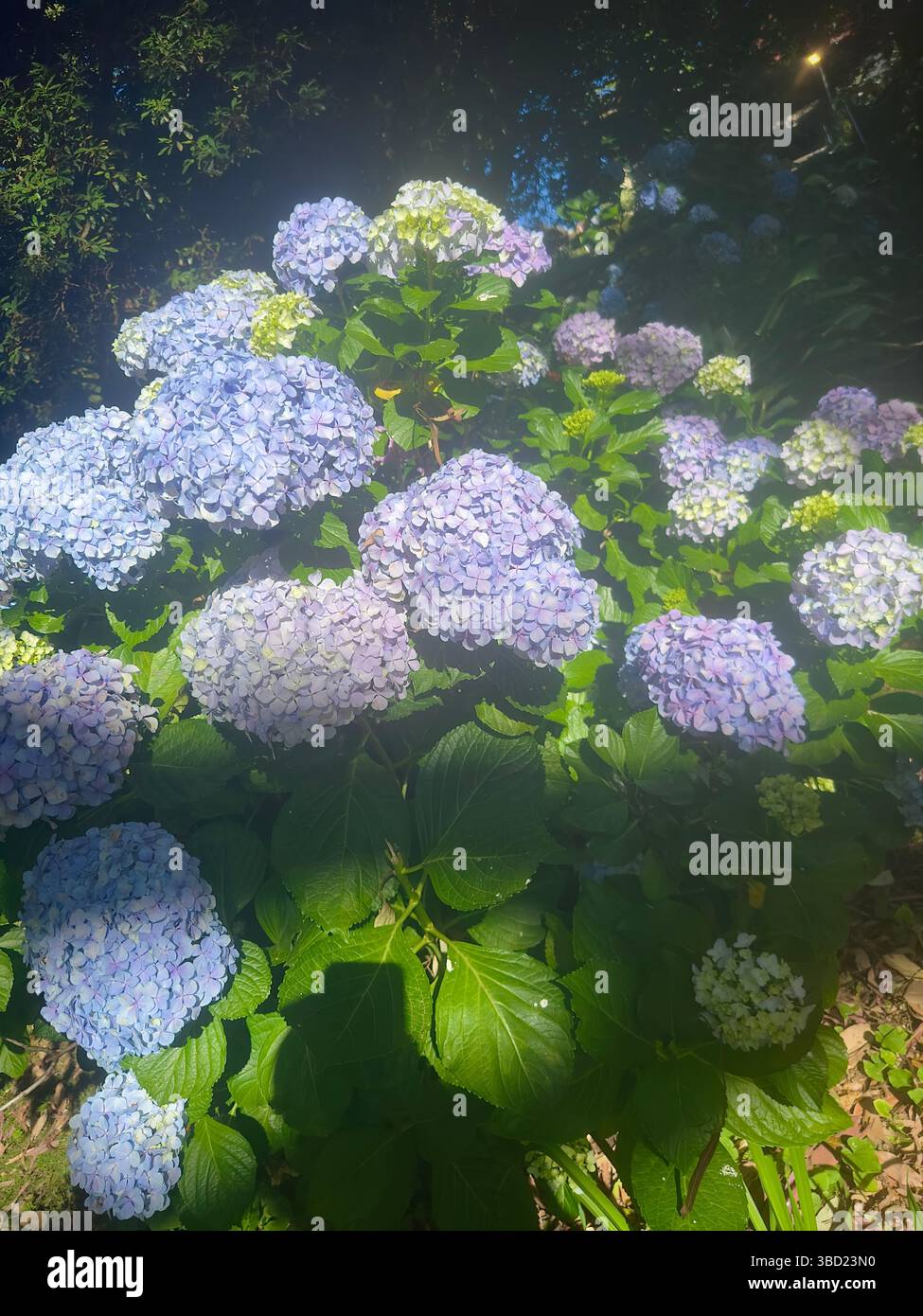 Fiori di ortensia blu e viola vibranti in piena fioritura sotto la luce del sole appannata in un lussureggiante giardino. Foto Stock