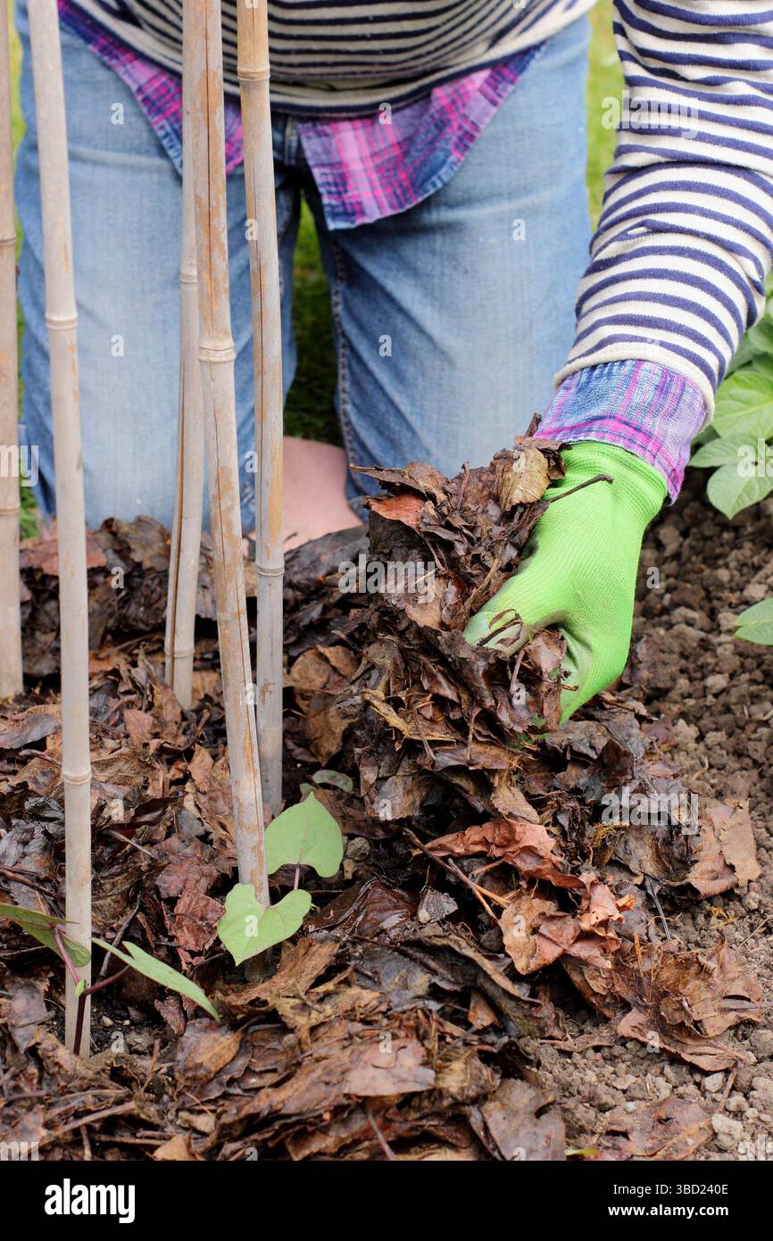 Pacciamatura. Il giardiniere posiziona la pacciamatura intorno ai fagioli francesi per evitare la perdita di umidità, ridurre l'irrigazione e sopprimere le erbacce. REGNO UNITO Foto Stock