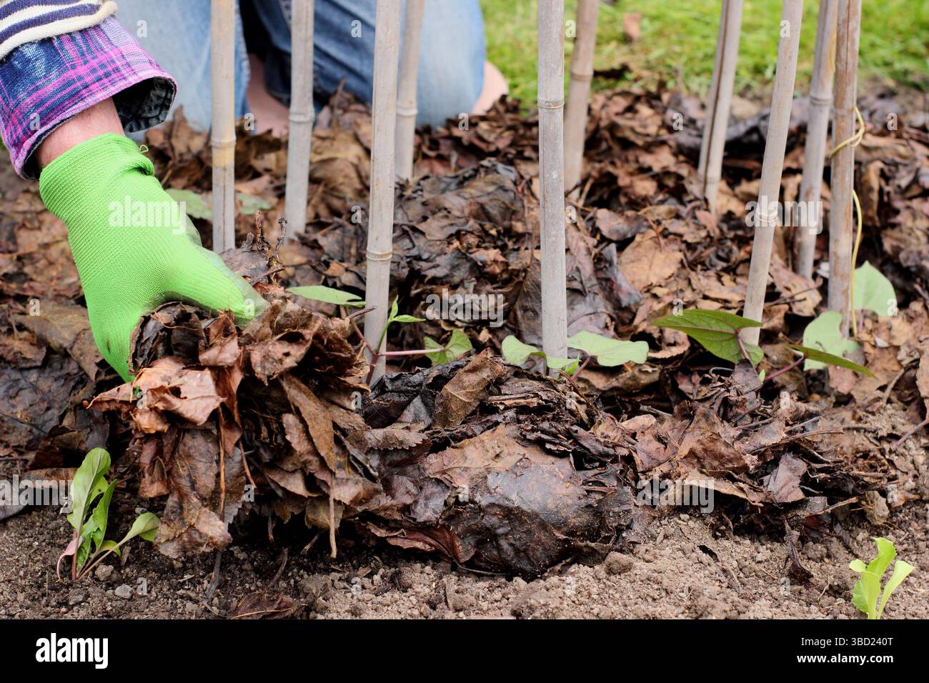 Pacciamatura. Il giardiniere posiziona la pacciamatura intorno ai fagioli francesi per evitare la perdita di umidità, ridurre l'irrigazione e sopprimere le erbacce. REGNO UNITO Foto Stock