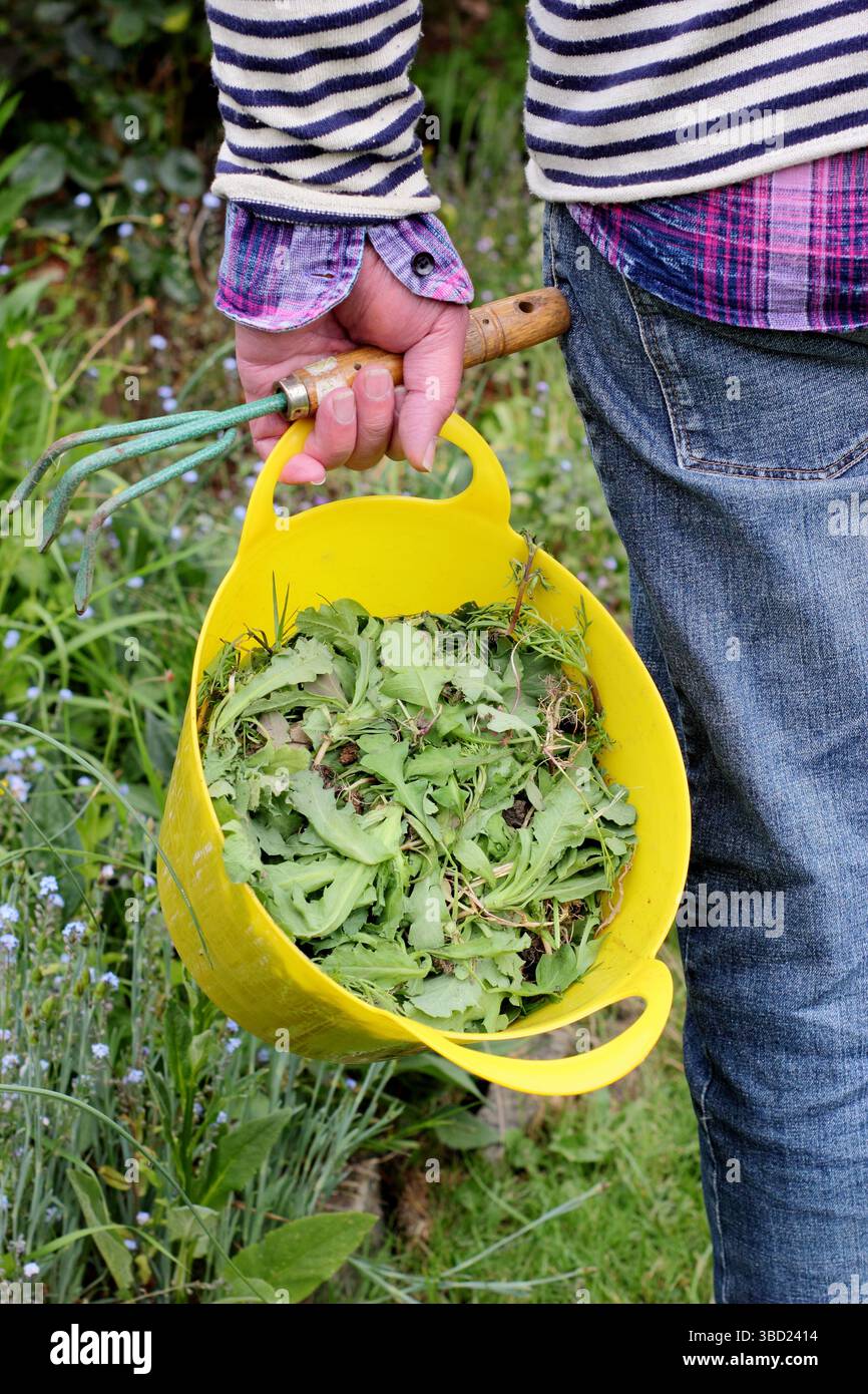 Uomo che raccoglie fiori e erbacce trascorsi dal bordo di un giardino in un verricello giallo in un giardino di tarda primavera. REGNO UNITO Foto Stock