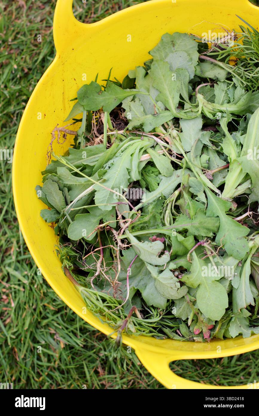 Erbacce e fiori trascorsi in un capriolo di giardino. REGNO UNITO Foto Stock