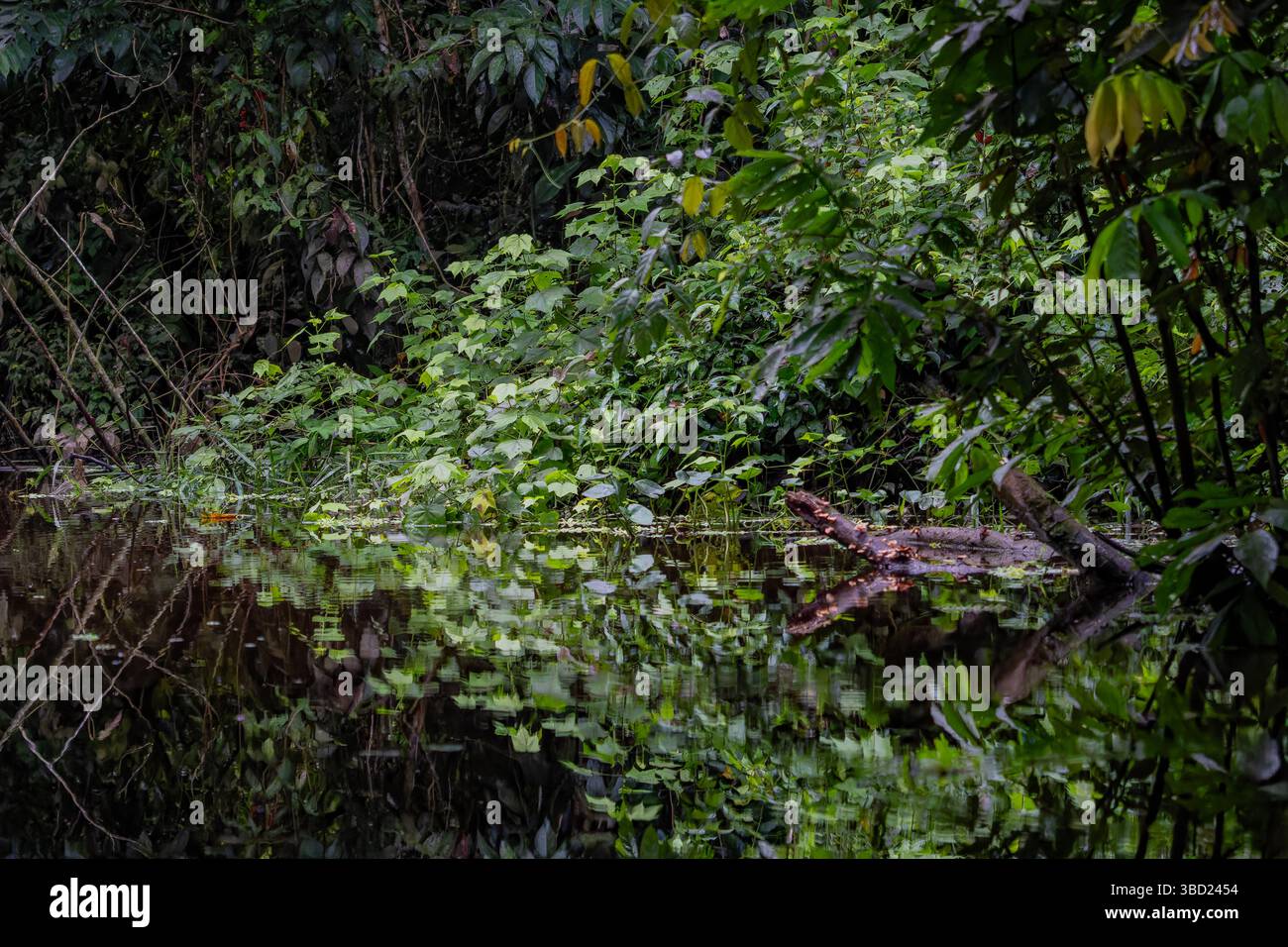 Lussureggiante foresta pluviale che si riflette nel torrente Añangu nel Napo Wildlife Center nel Parco Nazionale Yasuni in Ecuador. Foto Stock