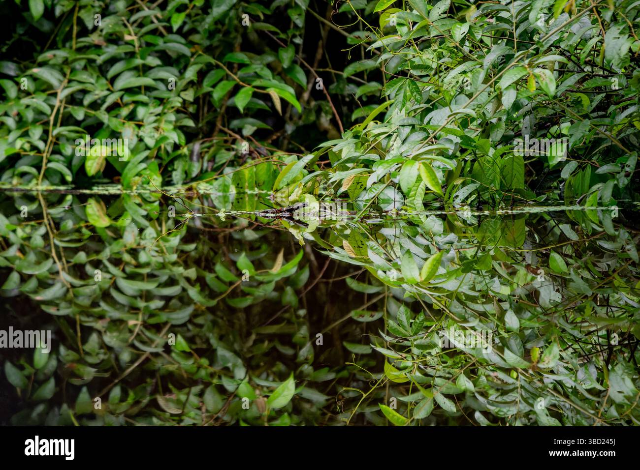 Lussureggiante foresta pluviale che si riflette nel torrente Añangu nel Napo Wildlife Center nel Parco Nazionale Yasuni in Ecuador. Foto Stock