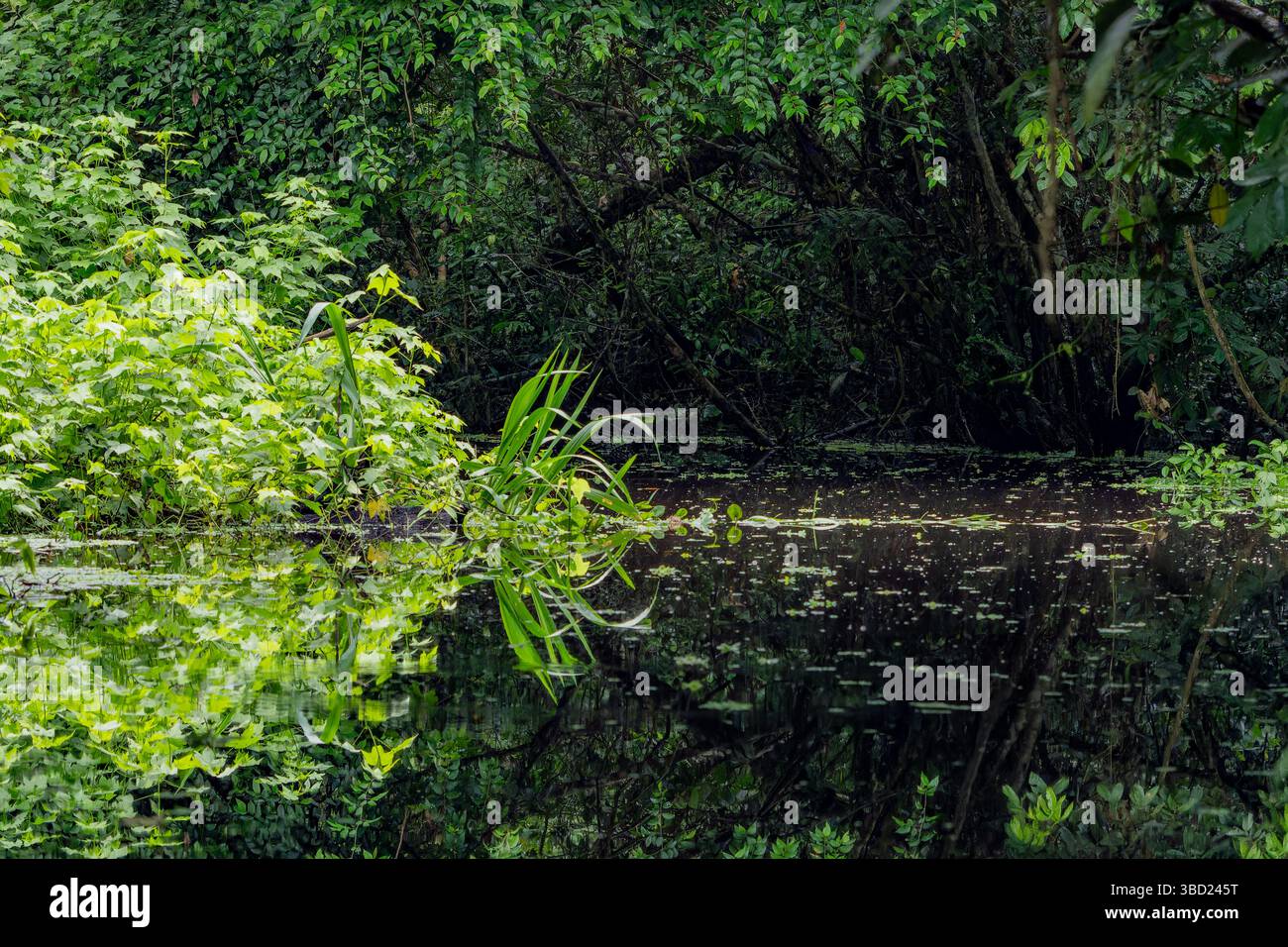 Lussureggiante foresta pluviale che si riflette nel torrente Añangu nel Napo Wildlife Center nel Parco Nazionale Yasuni in Ecuador. Foto Stock