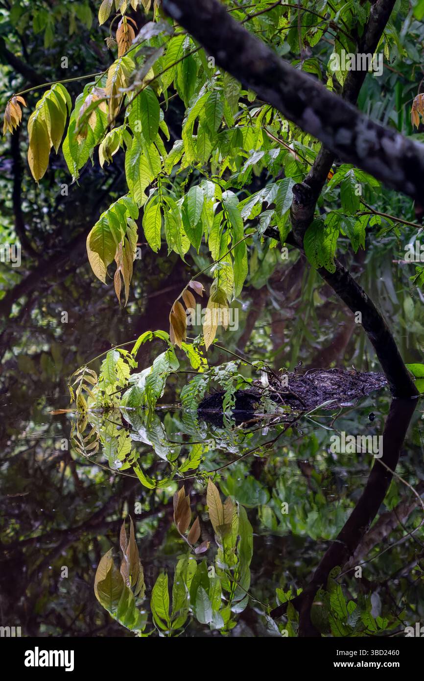 Lussureggiante foresta pluviale che si riflette nel torrente Añangu nel Napo Wildlife Center nel Parco Nazionale Yasuni in Ecuador. Foto Stock