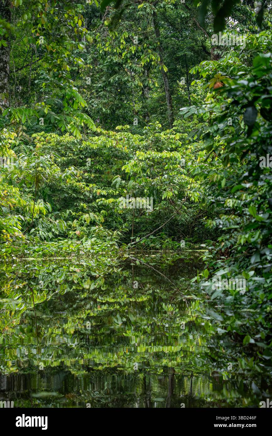 Lussureggiante foresta pluviale che si riflette nel torrente Añangu nel Napo Wildlife Center nel Parco Nazionale Yasuni in Ecuador. Foto Stock
