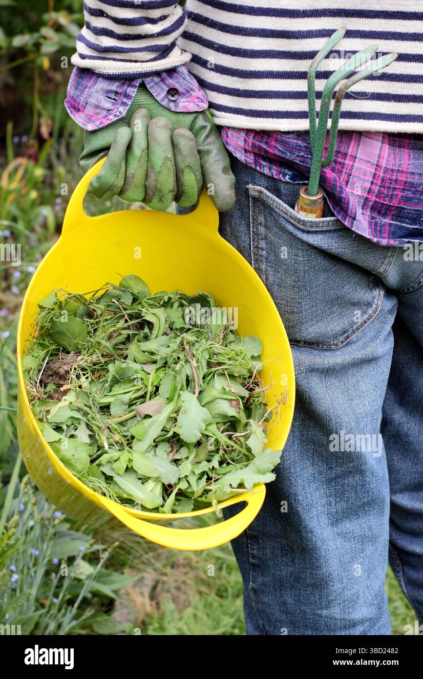 Uomo che raccoglie fiori e erbacce trascorsi dal bordo di un giardino in un verricello giallo in un giardino di tarda primavera. REGNO UNITO Foto Stock